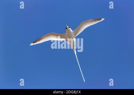 Weißschwanztropikvogel - Phaethon lepturus Stockfoto