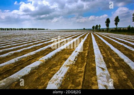 Provinz Heilongjiang jiamusi huanan Ackerland Stockfoto