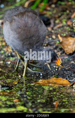 Dusky Moorhen Chick (Gallinula tenebrosa) in Feuchtgebiet Umwelt. Stockfoto