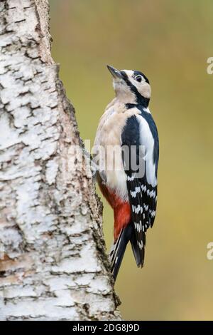 Weibchen Buntspecht, Dendrocopos major, weibliche Buntspecht Stockfoto