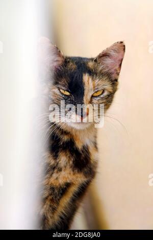 Feral Katze - Felis silvestris catus Stockfoto