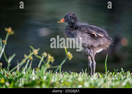 Dusky Moorhen Küken (Gallinula tenebrosa) auf Gras stehen. Stockfoto