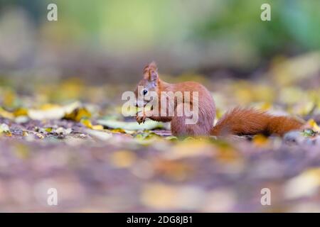 Eurasisches Eichhörnchen, Sciurus vulgaris, Eurasisches Rothörnchen Stockfoto