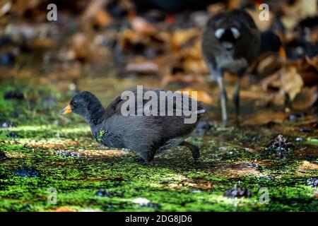 Dusky Moorhen Chick (Gallinula tenebrosa) watet im Wasser in Feuchtgebieten Umwelt. Stockfoto