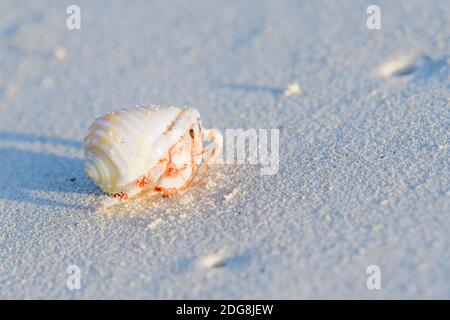 Gemeiner Einsiedlerkrebs, Pagurus bernhardus, gemeine Meereidekrabbe Stockfoto