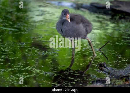 Dusky Moorhen Chick (Gallinula tenebrosa) watet im Wasser in Feuchtgebieten Umwelt. Stockfoto