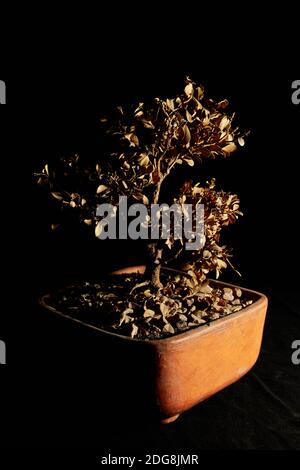 Trockener Bonsai im Garten, schwarzer Hintergrund Stockfoto