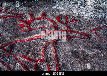 ELK oder Rentiere, die von Jägern in den Steinzeiten Skandinaviens in einen Felsen gehauen wurden. Stockfoto