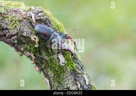 Maennlicher Hirschkaefer, Lucanus cervus, männlicher Hirschkäfer Stockfoto