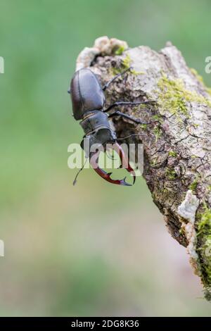 Maennlicher Hirschkaefer, Lucanus cervus, männlicher Hirschkäfer Stockfoto