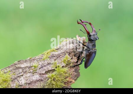 Maennlicher Hirschkaefer, Lucanus cervus, männlicher Hirschkäfer Stockfoto