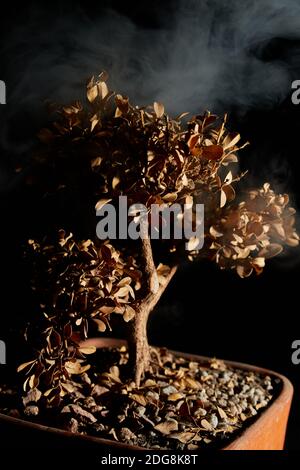 Trockener Bonsai im Garten, schwarzer Hintergrund Stockfoto