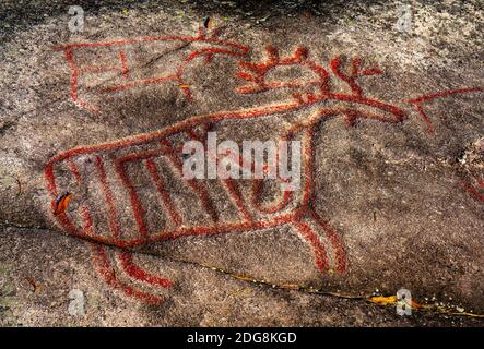 ELK oder Rentiere, die von Jägern in den Steinzeiten Skandinaviens in einen Felsen gehauen wurden. Stockfoto