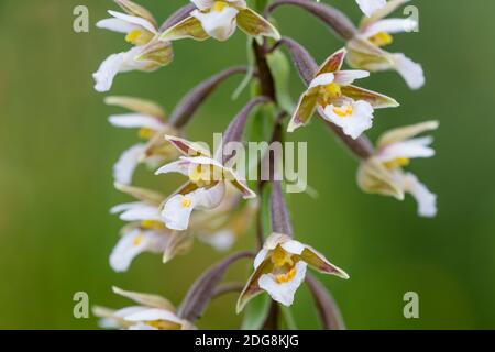 Sumpf-Stendelwurz, Epipactis palustris, Sumpfhelleborine Stockfoto