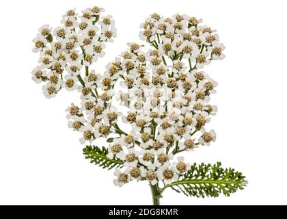 Blumen der Schafgarbe, lat. Achillea millefolium, auf weißem Hintergrund Stockfoto