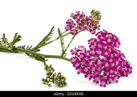 Blumen der Schafgarbe, lat. Achillea millefolium, auf weißem Hintergrund Stockfoto