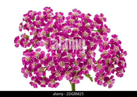Blumen der Schafgarbe, lat. Achillea millefolium, auf weißem Hintergrund Stockfoto