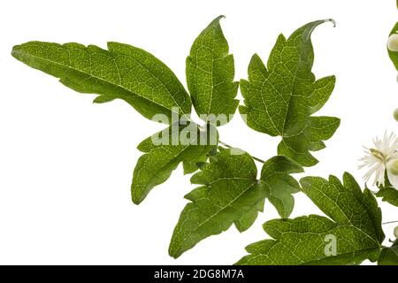 Blumen und Blätter der Clematis, lat. Clematis vitalba L., auf weißem Hintergrund Stockfoto