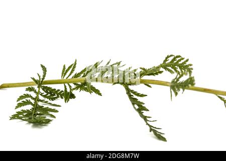 Blätter der Schafgarbe, lat. Achillea millefolium, auf weißem Hintergrund Stockfoto