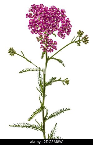 Blumen der Schafgarbe, lat. Achillea millefolium, auf weißem Hintergrund Stockfoto