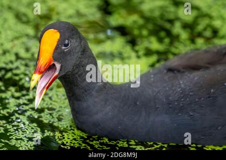 Reife Dusky Moorhen (Gallinula tenebrosa) Schwimmen auf Teich. Stockfoto