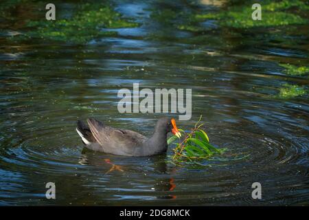 Reife Dusky Moorhen (Gallinula tenebrosa) Schwimmen auf Teich Sammeln Nistmaterial. Stockfoto