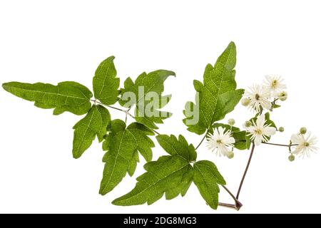 Blumen und Blätter der Clematis, lat. Clematis vitalba L., auf weißem Hintergrund Stockfoto