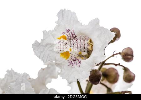 Blume der Baum Catalpa, lat. Catalpa speciosa, auf weißem Hintergrund Stockfoto