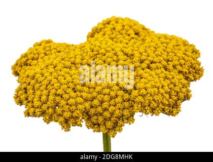 Blumen der Schafgarbe, lat. Achillea millefolium, auf weißem Hintergrund Stockfoto