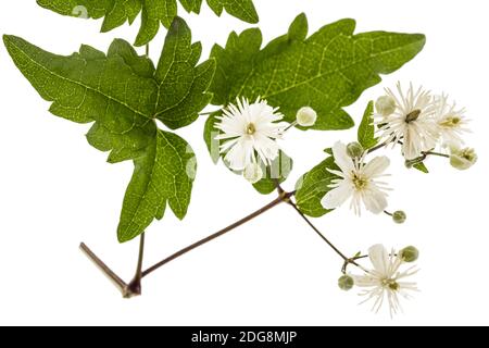 Blumen und Blätter der Clematis, lat. Clematis vitalba L., auf weißem Hintergrund Stockfoto