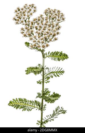 Blumen der Schafgarbe, lat. Achillea millefolium, auf weißem Hintergrund Stockfoto