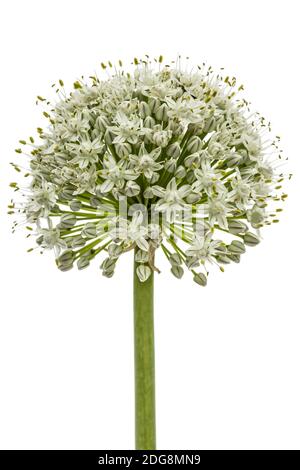 Blüte von essbaren Zwiebel, lat. Allium cepa, auf weißem Hintergrund Stockfoto