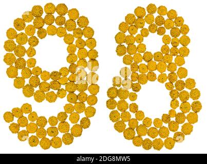 Arabische Ziffer 98, achtundneunzig, aus gelben Blüten von Tansy, isoliert auf weißem Hintergrund Stockfoto