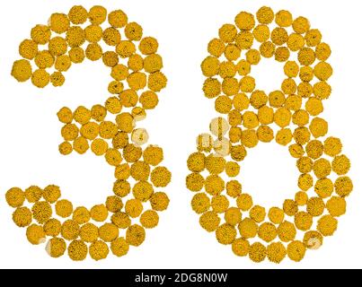 Arabische Ziffer 38, achtunddreißig, aus gelben Blüten von Tansy, isoliert auf weißem Hintergrund Stockfoto