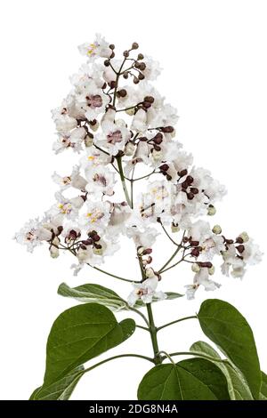 Die Blütezeit der Bäume Catalpa, lat. Catalpa speciosa, auf weißem Hintergrund Stockfoto