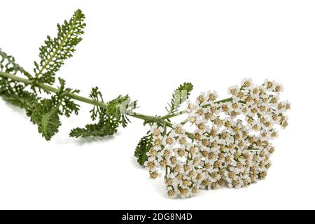 Blumen der Schafgarbe, lat. Achillea millefolium, auf weißem Hintergrund Stockfoto