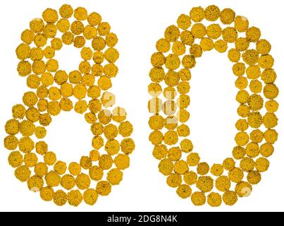 Arabische Ziffer 80, achtzig, aus gelben Blüten von Tansy, isoliert auf weißem Hintergrund Stockfoto