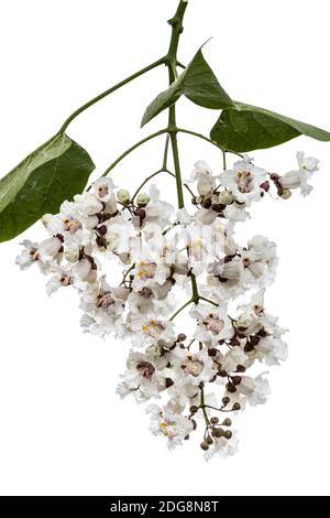 Die Blütezeit der Bäume Catalpa, lat. Catalpa speciosa, auf weißem Hintergrund Stockfoto