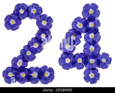 Arabische Zahlen 24, 24, von den blauen Blüten von Flachs, auf weißem Hintergrund Stockfoto