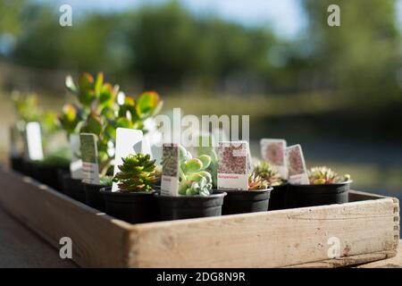 Winzige Sukkulenten mit Etiketten in sonniger Schale bei der Pflanze Kindergarten Stockfoto