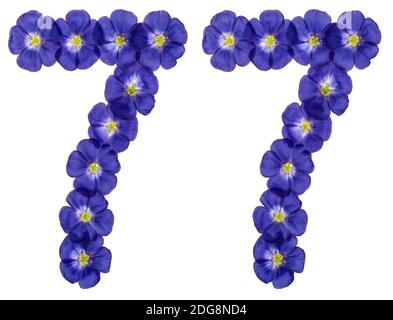 Arabische Zahlen 77, 77, von den blauen Blüten von Flachs, auf weißem Hintergrund Stockfoto