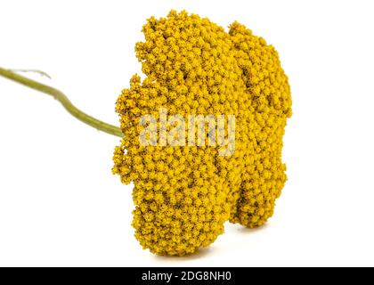 Blumen der Schafgarbe, lat. Achillea millefolium, auf weißem Hintergrund Stockfoto