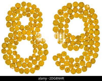 Arabische Ziffer 89, neunundachtzig, aus gelben Blüten von Tansy, isoliert auf weißem Hintergrund Stockfoto