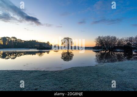 Janesmoor Pond, Fritham, New Forest, Hampshire, UK, 8. Dezember 2020, Wetter: Kalt und frostig starten in den Tag im South of England Nationalpark. Die Temperaturen fielen auf -2 über Nacht, um einen frischen Wintermorgen zu bringen. Kredit: Paul Biggins/Alamy Live Nachrichten Stockfoto