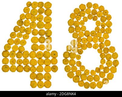 Arabische Ziffer 48, achtundvierzig, aus gelben Blüten von Tansy, isoliert auf weißem Hintergrund Stockfoto
