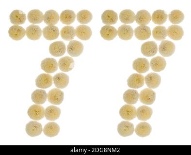 Arabische Zahlen 77, 77, aus Rahm Blumen der Chrysantheme, auf weißem Hintergrund Stockfoto