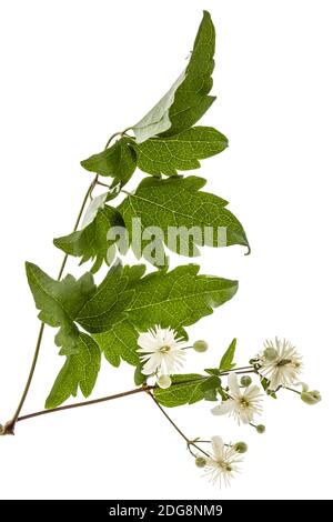 Blumen und Blätter der Clematis, lat. Clematis vitalba L., auf weißem Hintergrund Stockfoto