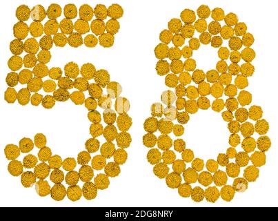 Arabische Ziffer 58, achtundfünfzig, aus gelben Blüten von Tansy, isoliert auf weißem Hintergrund Stockfoto