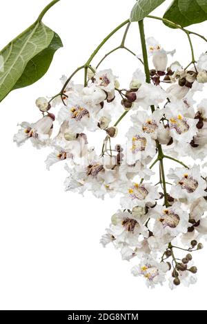 Die Blütezeit der Bäume Catalpa, lat. Catalpa speciosa, auf weißem Hintergrund Stockfoto