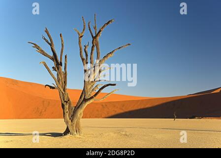 Kameldornbaeume (Acacia Erioloba), auch Kameldorn oder Kameldornakazie im letzten Abendlicht, Namib Naukluft Nationalpark, Deadvlei, Dead Vlei, Sossu Stockfoto